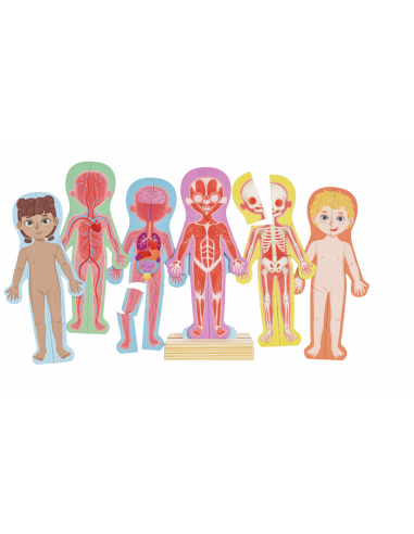 Rompecabezas magnético del cuerpo humano